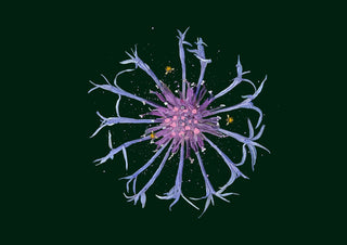 Cornflower in the Dark by Creationsbyeditabrus - a blue and pink cornflower on a deep green ground