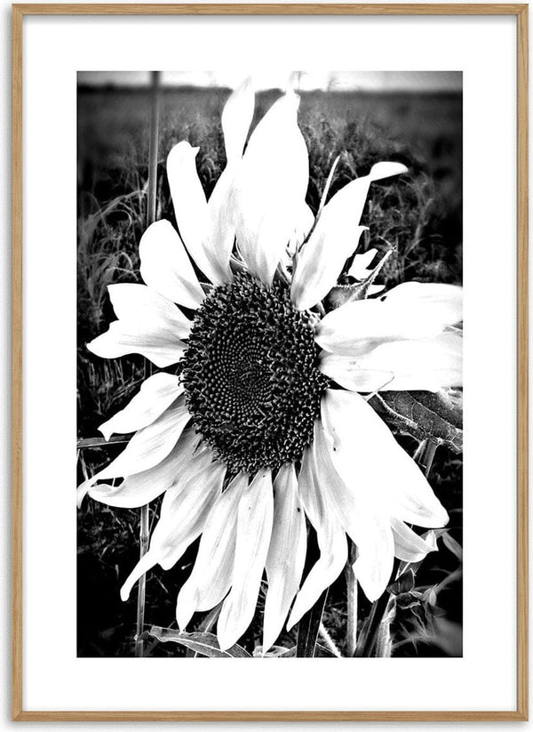 Black and white poster of a large single sunflower in bloom against a blurred natural background.