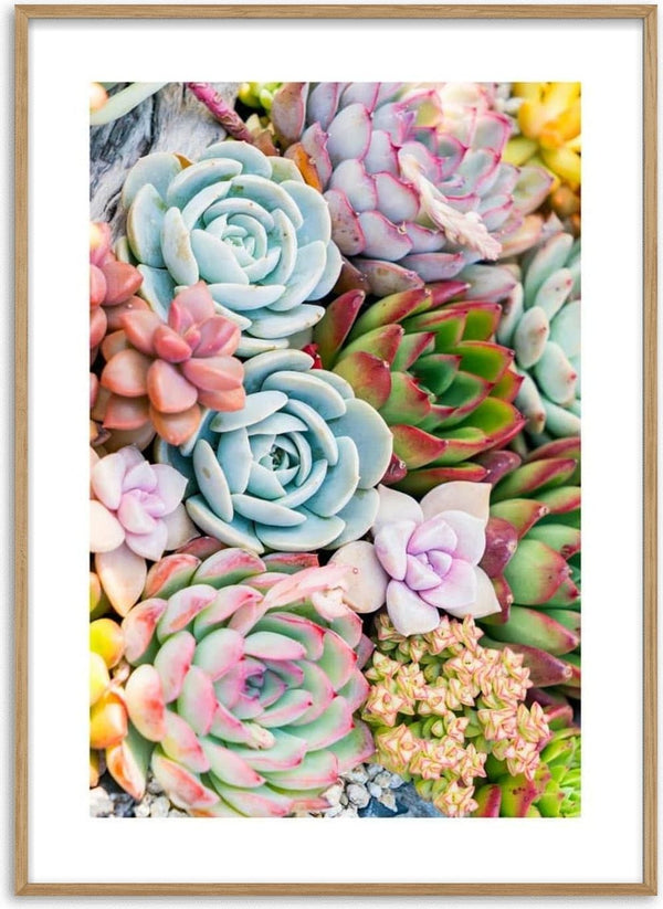 Close-up of various colorful succulents arranged together, featured on the Multicolor Sukkulent poster.