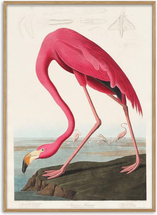 Pink Flamingo - John James Audubon